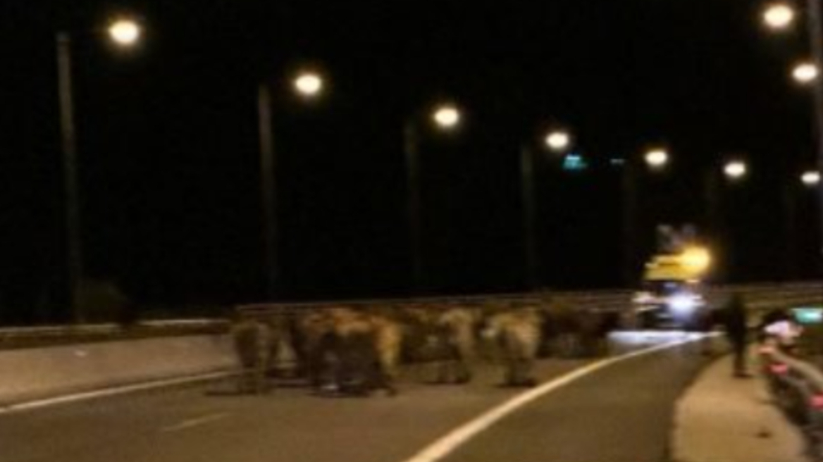 Κλειστή για 4 ώρες έμεινε η Εγνατία Οδός μετά από εκτροπή νταλίκας με αγελάδες - Δείτε βίντεο