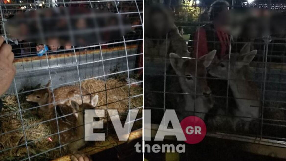 Ερέτρια: Αδιανόητο περιστατικό - Έβαλαν ελαφάκια σε κλουβί και τα περιέφεραν στην πλατεία, δείτε βίντεο