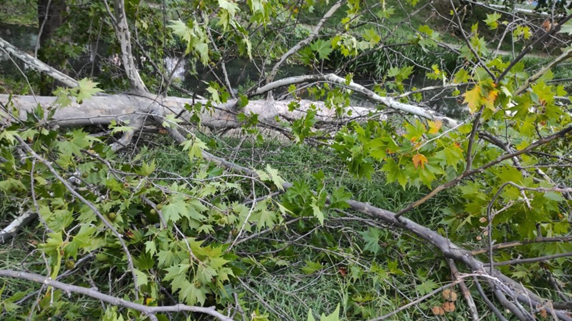 Λακωνία: Τραγικός θάνατος για 68χρονο που καταπλακώθηκε από δέντρο