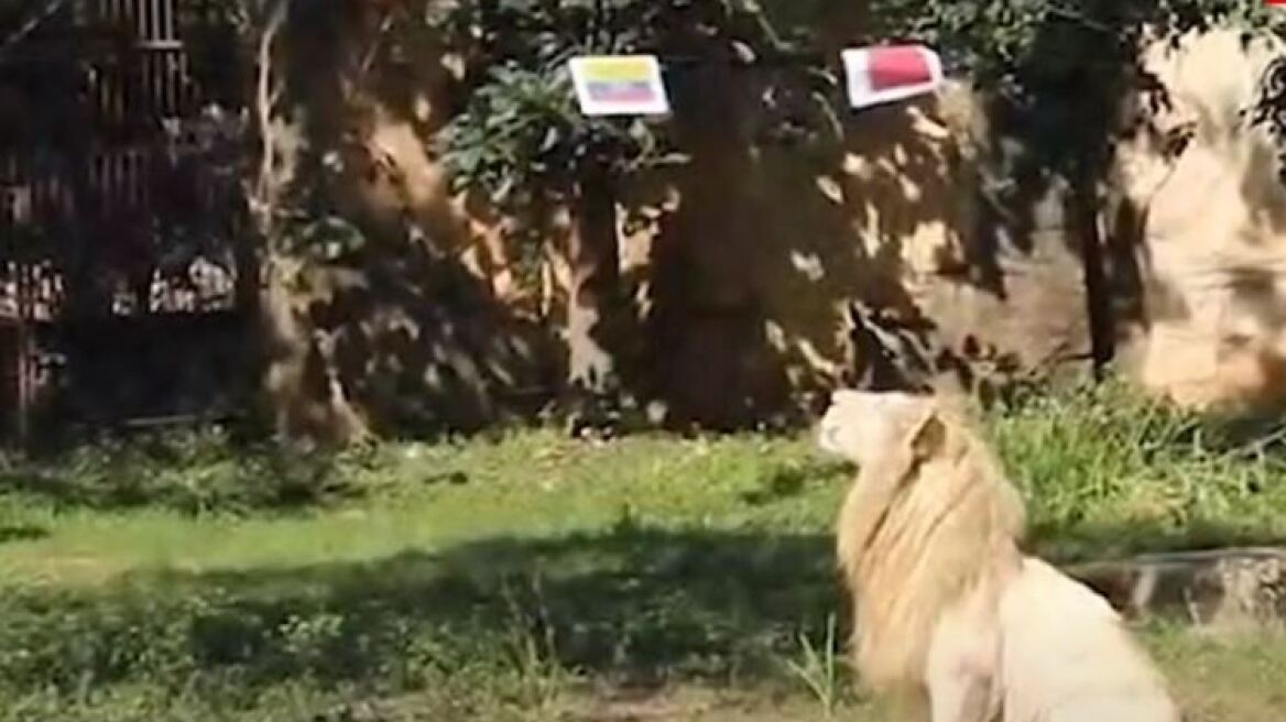  Μουντιάλ 2022: Λιοντάρι στην Ταϊλάνδη προβλέπει με ποσοστό 90% τους νικητές των αγώνων 