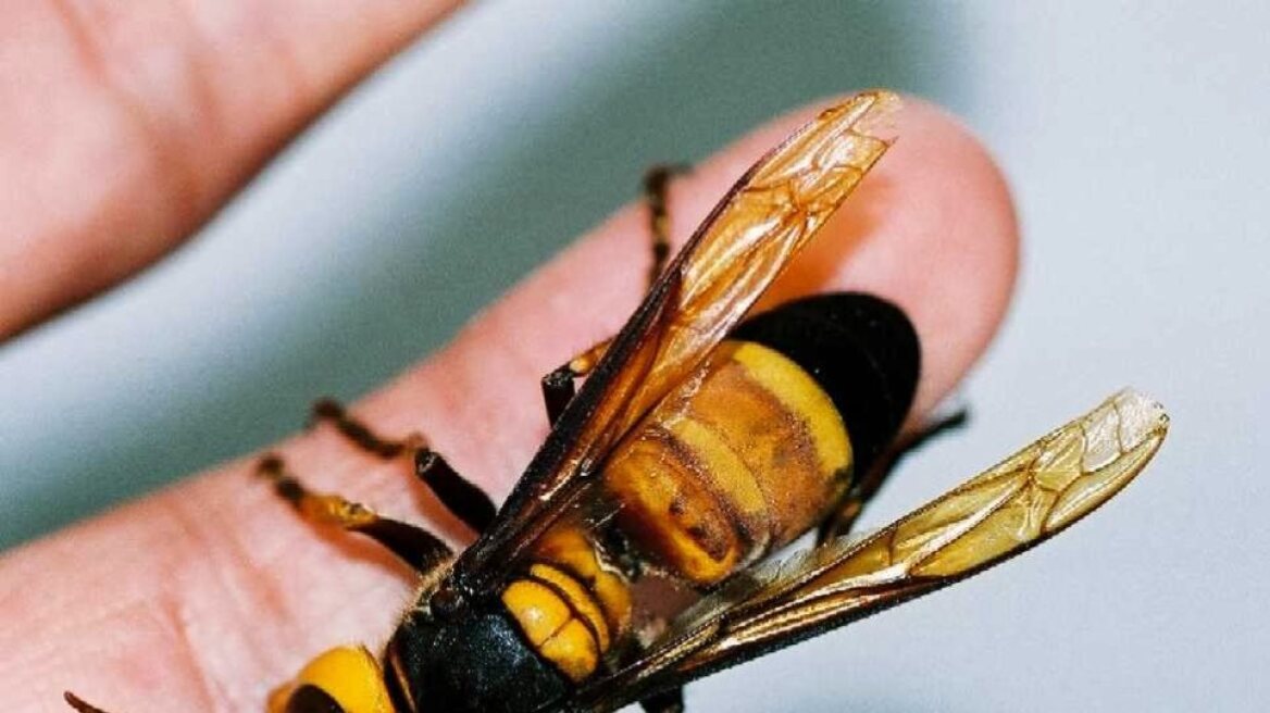 Μελέτη Ιαπώνων βιολόγων: Οι αρσενικές σφήκες μπορούν να τσιμπήσουν τον «εχθρό» με τα γεννητικά τους όργανα