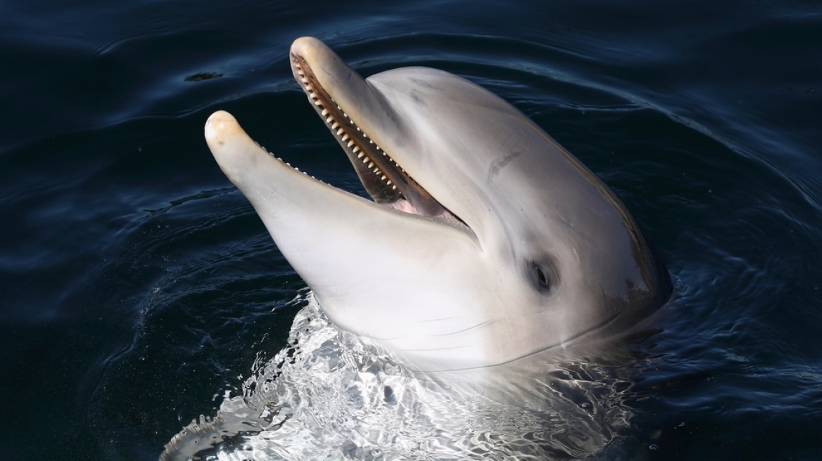 Αλτσχάιμερ: Βρέθηκαν για πρώτη φορά σημάδια της νόσου και στον εγκέφαλο δελφινιών