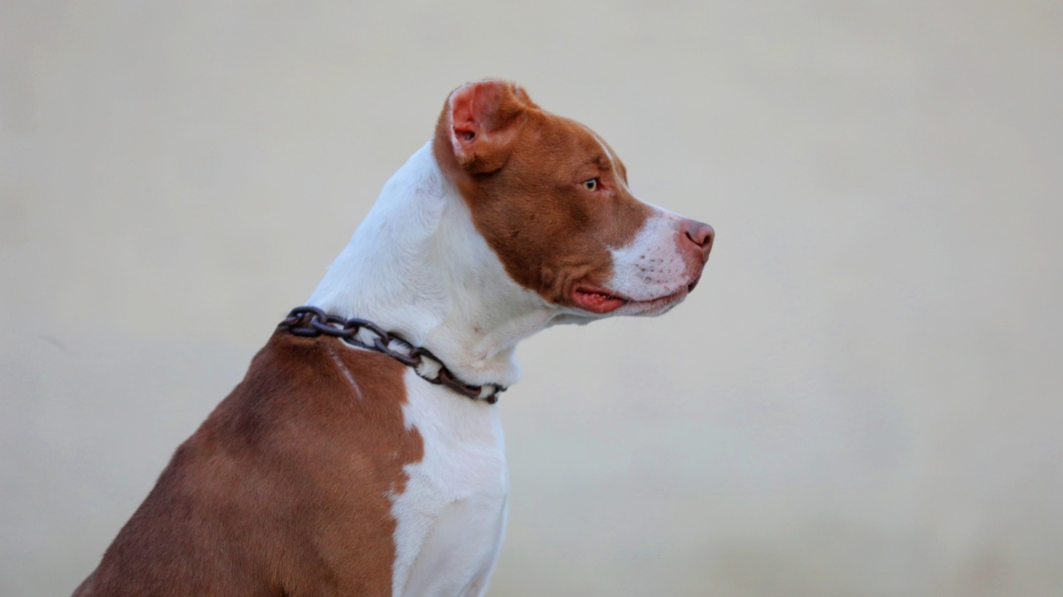 Φθιώτιδα: Σκυλιά επιτέθηκαν σε γυναίκα που είχε βγάλει βόλτα το σκυλάκι της