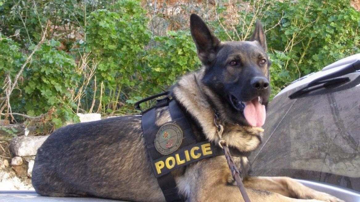 Η Vera βρήκε κοκαΐνη σε αυτοκίνητο στην Ξάνθη