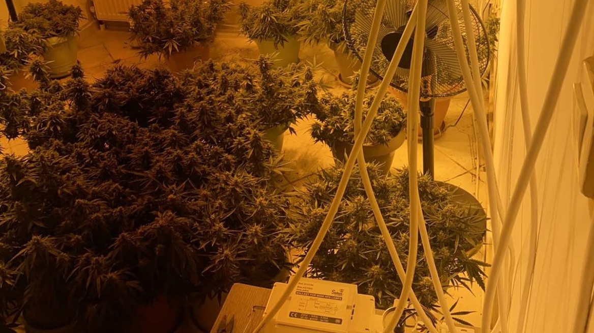 Θεσσαλονίκη: 33χρονος είχε στήσει εργαστήριο καλλιέργειας κάνναβης στο σπίτι του
