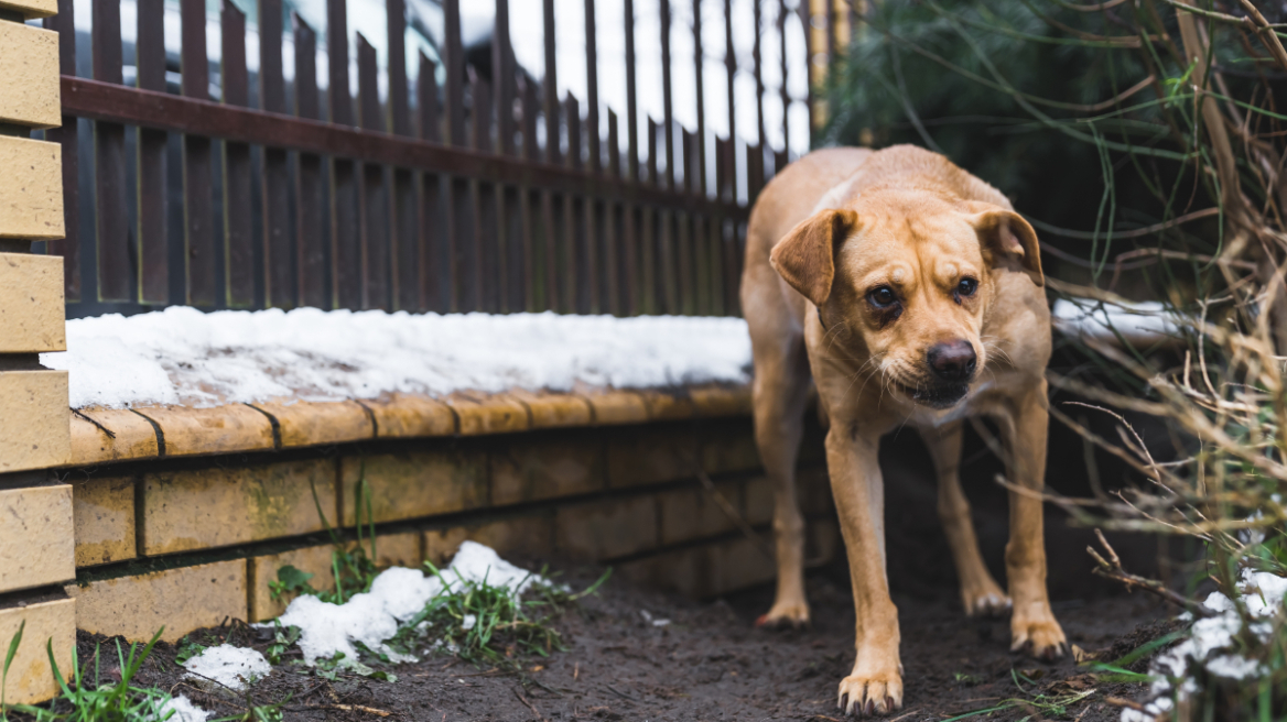 Επίθεση από σκύλο: Πώς καλύπτεται από το συμβόλαιο υγείας