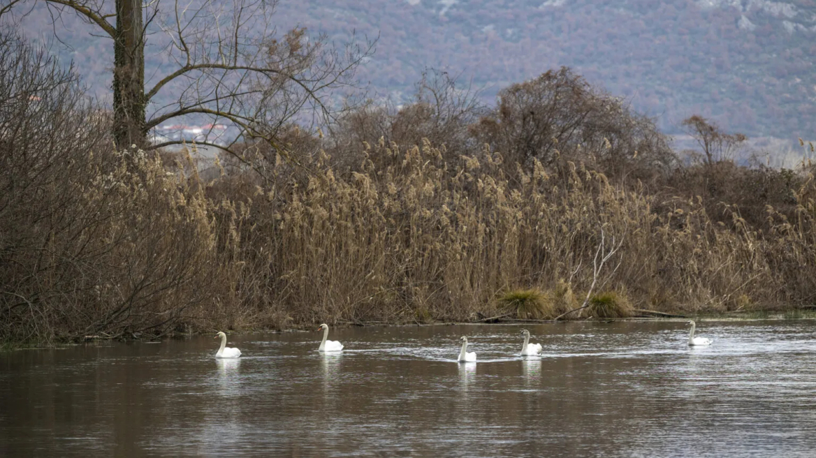Η «λίμνη των Κύκνων» ζωντανεύει στην Έδεσσα