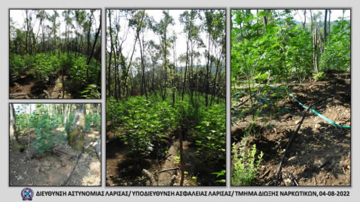 Λάρισα: Έπιασαν τον καλλιεργητή της τεράστιας χασισοφυτείας