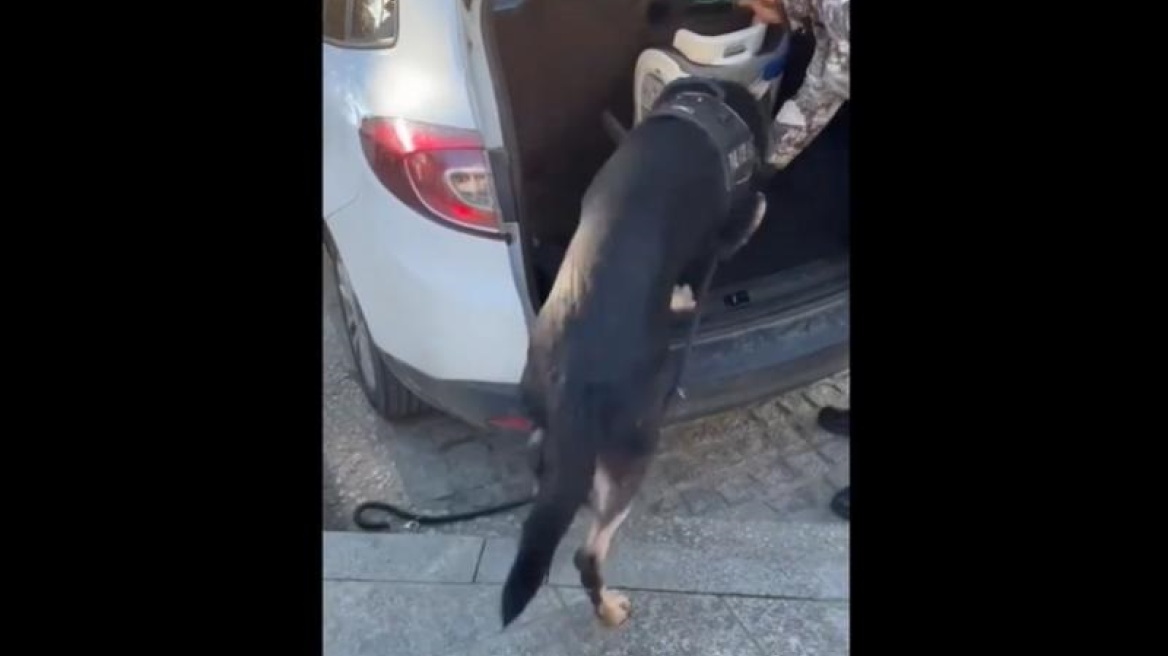 Θεσσαλονίκη: Ο αστυνομικός σκύλος «Ακύλας» ξετρύπωσε ναρκωτικά κρυμμένα σε παιδικό κάθισμα αυτοκινήτου