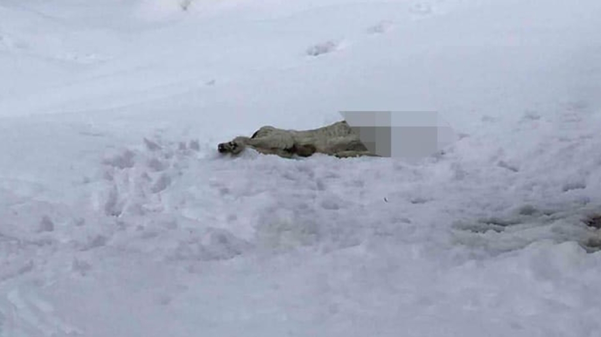 Φρίκη στον Βόλο - Αποκεφάλισαν σκύλο και τον πέταξαν στα χιόνια