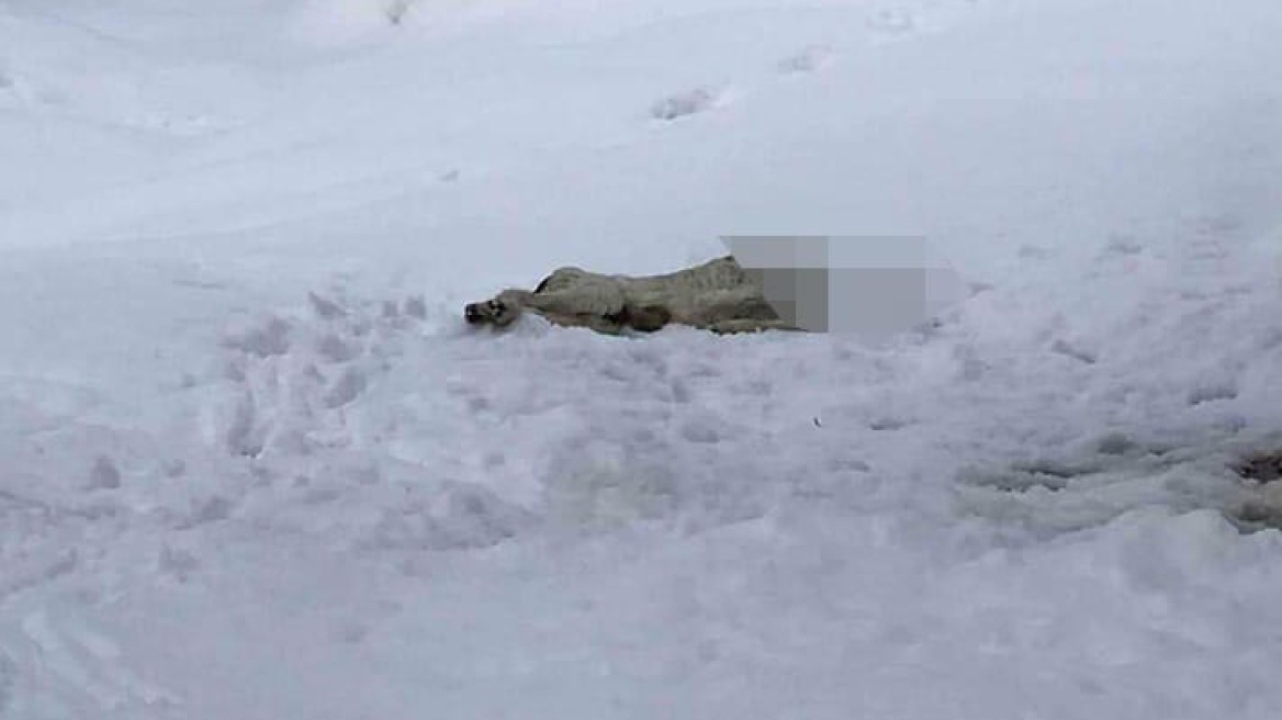 Βόλος: Παρέμβαση εισαγγελέα για τον αποκεφαλισμένο σκύλο στα Λεχώνια