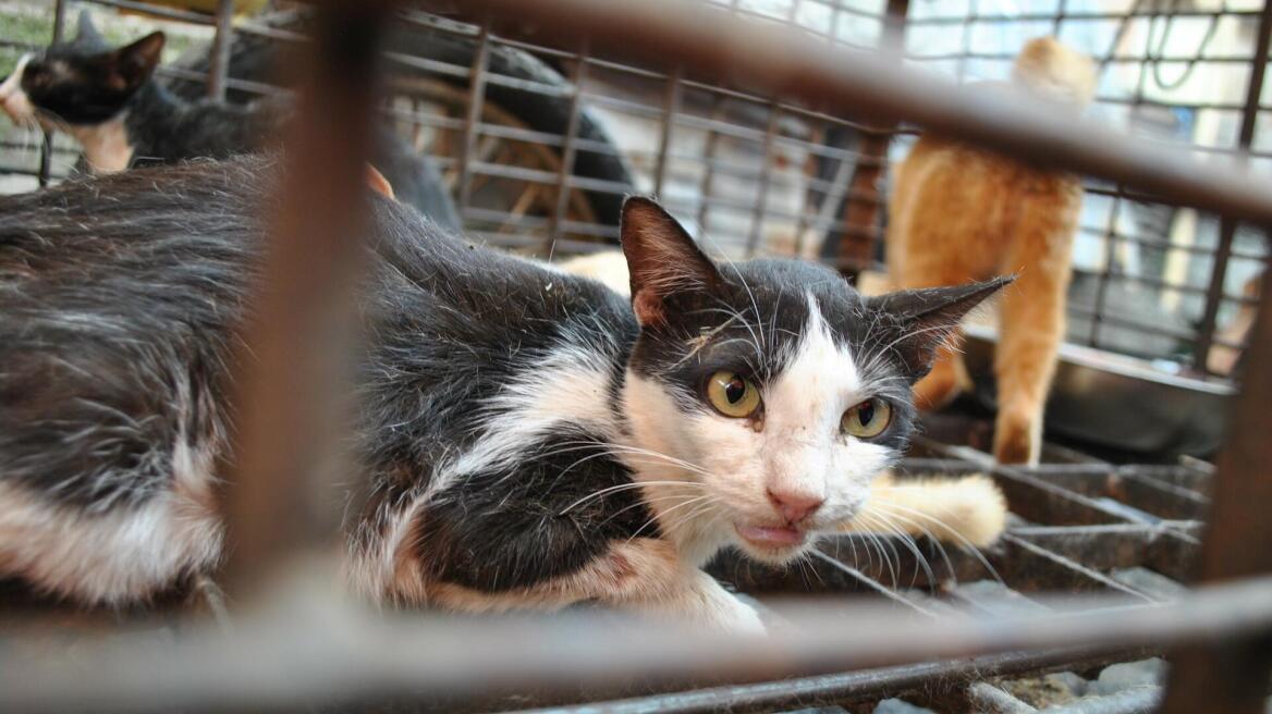 Βιετνάμ: Ανακαλύφθηκαν 2.000 νεκρές γάτες που προορίζονταν για... φάρμακα