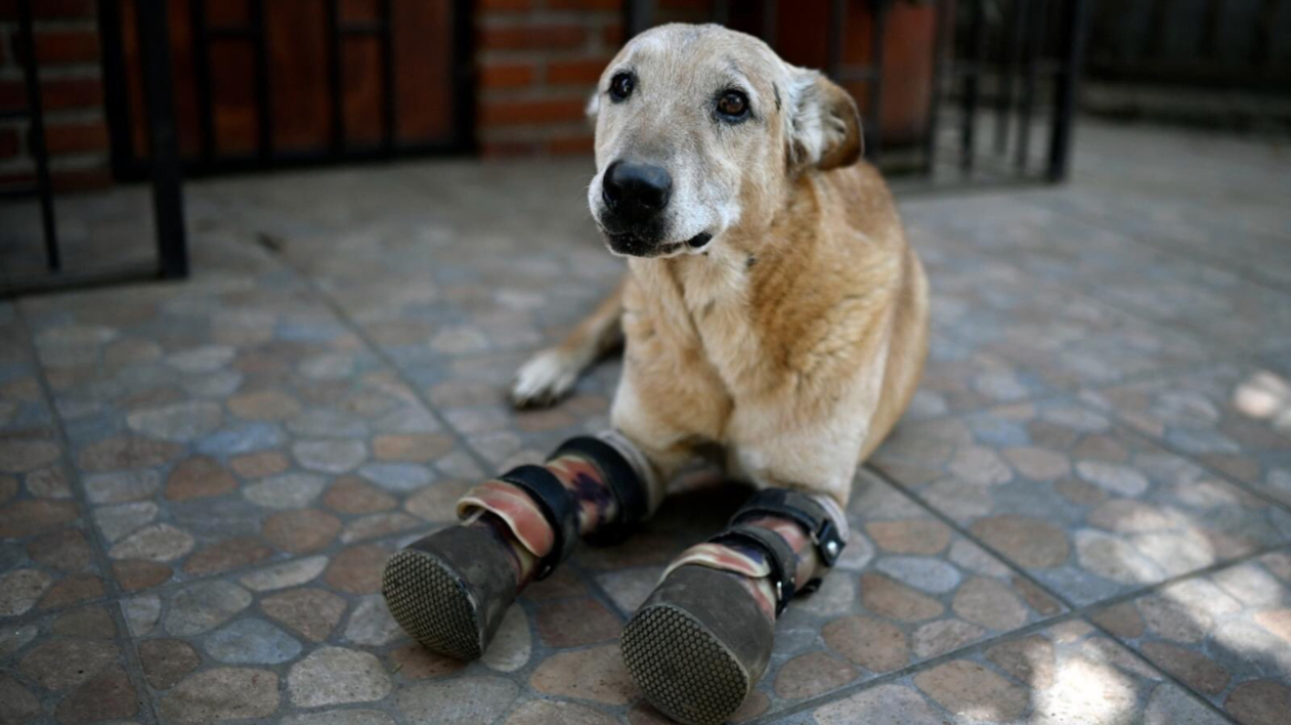 Μεξικό: Ο βασανισμένος από τα καρτέλ σκύλος, φιναλίστ σε διαγωνισμό στις ΗΠΑ - Δείτε βίντεο
