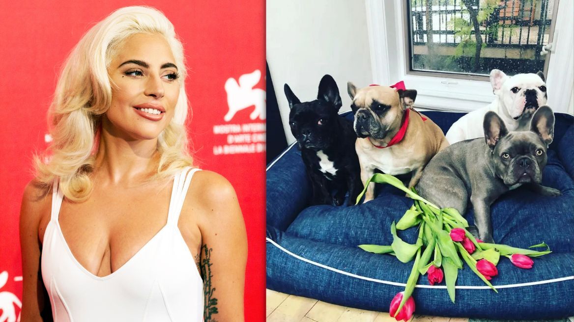 Lady Gaga: Η γυναίκα που συμμετείχε στην αρπαγή των σκυλιών της, ζητάει τώρα... αποζημίωση