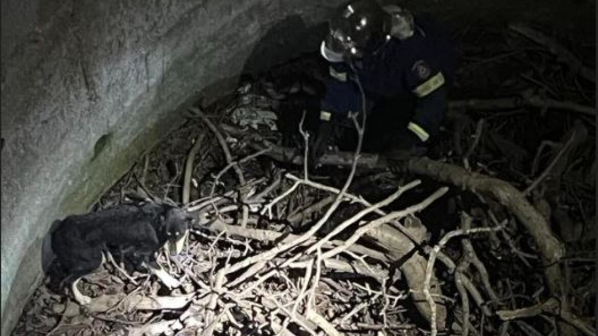 Πυροσβέστες έσωσαν σκύλο που έπεσε σε πηγάδι - Δείτε φωτογραφία