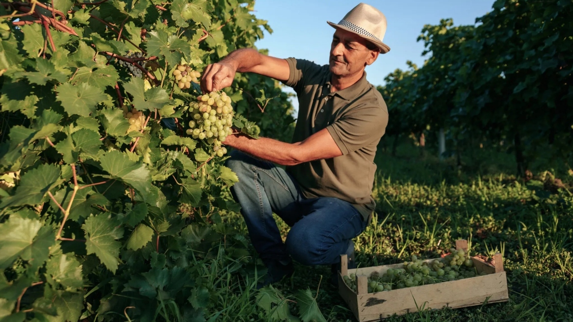 Πού βρίσκεται ο αρχαιότερος αμπελώνας στην Ελλάδα 