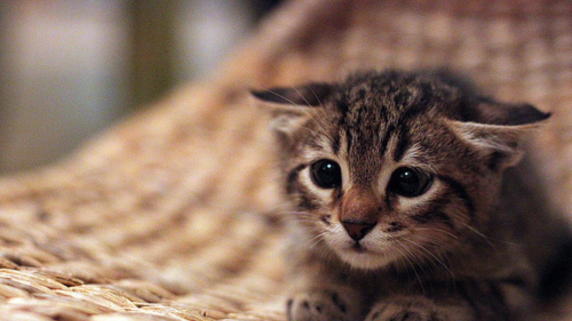 Ιαπωνία: Τρόμος από μανιακό δολοφόνο γατιών που πιθανόν να απειλήσει και ανθρώπους