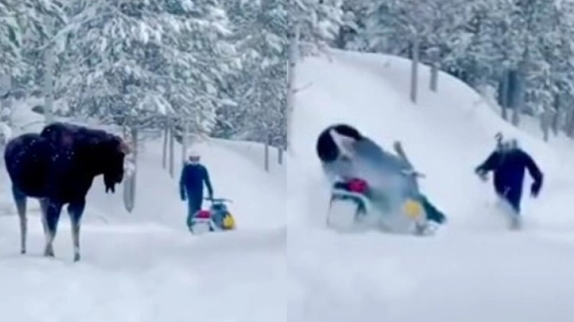 Νευριασμένος τάρανδος ενός τόνου άρχισε να κυνηγάει Αμερικανό όταν έκανε snowboard (vid)