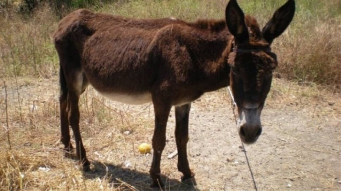 Μυτιλήνη: Συνελήφθη γιατί κακοποίησε το γαϊδουράκι του - Είχε δεμένα τα πόδια του με λουρί