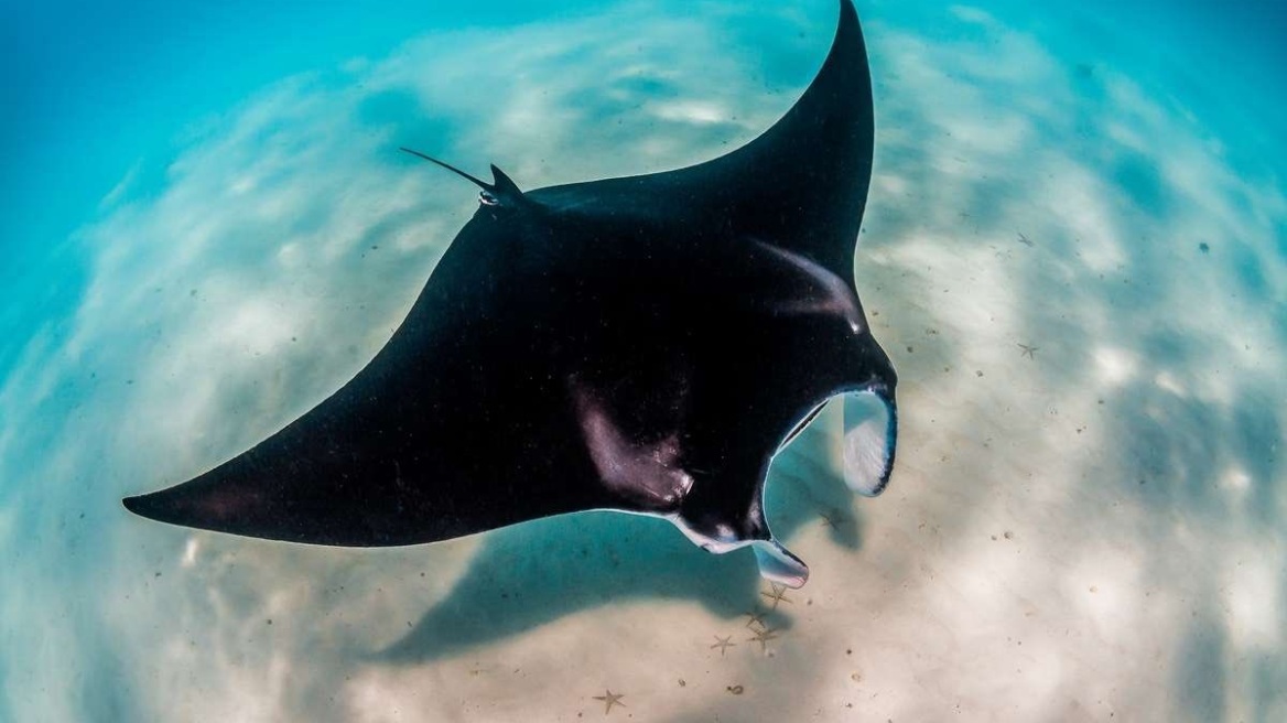 Σπάνια σαλάχια 300 κιλών αλιεύθηκαν στα ανοιχτά της Λωρίδας της Γάζας - Βίντεο
