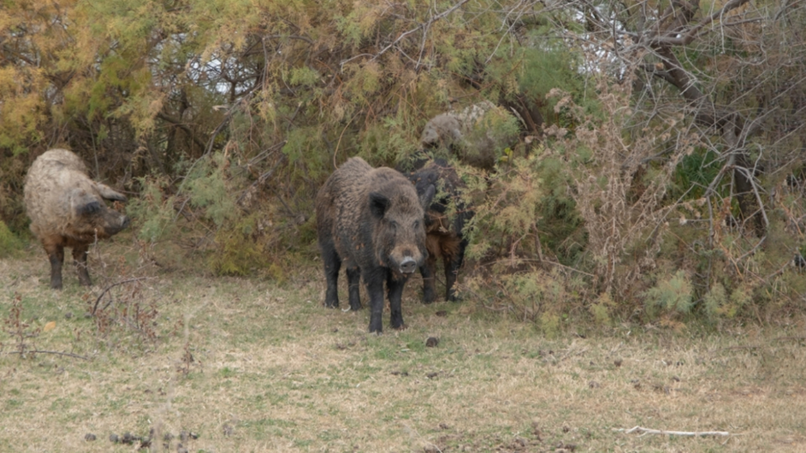«Έπαθε εμπλοκή το όπλο μου» - Ο κυνηγός που έκανε 60 ράμματα από επίθεση αγριογούρουνου 180 κιλών στα Γρεβενά εξιστορεί την επίθεση