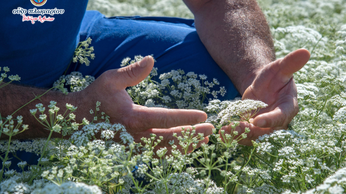 Το Λισβόρι της Λέσβου μοσχοβολά γλυκάνισο