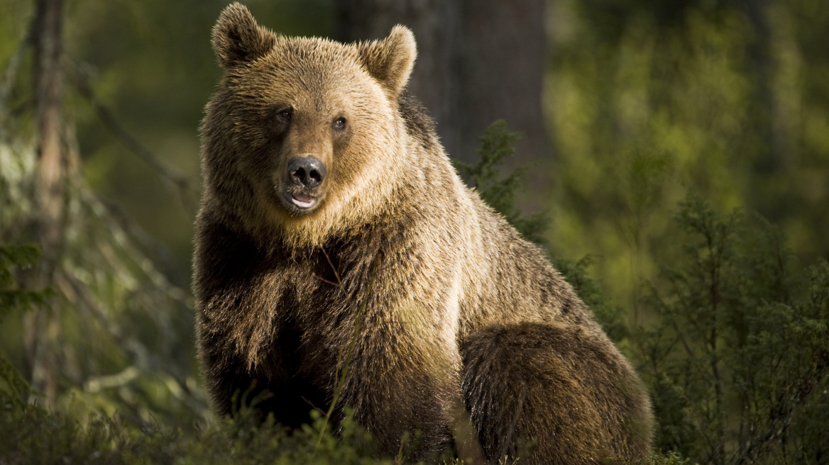 Βουλγαρία: Το καταφύγιο αρκούδας στη Μπελίτσα ανοίγει ξανά τις πύλες του