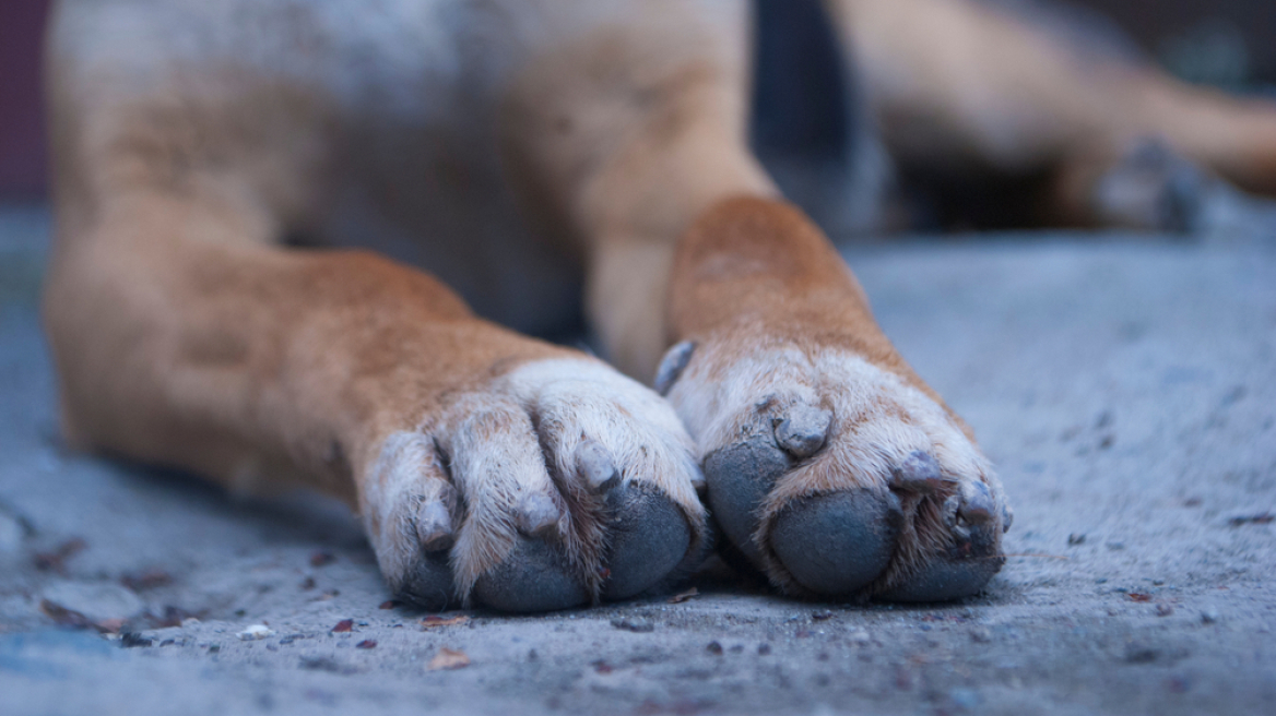 Άγνωστος πυροβόλησε αδέσποτη σκυλίτσα στον Αμπελώνα Λάρισας