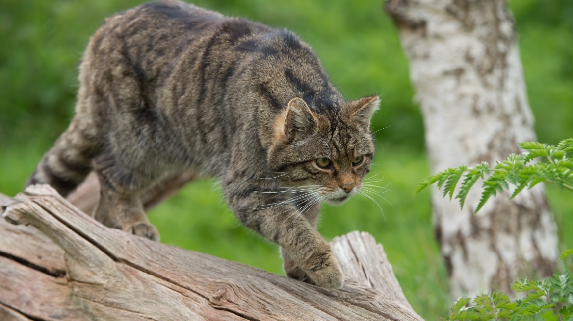 Νέα Ζηλανδία: Θα έβαζαν παιδιά να σκοτώσουν αγριόγατες για 155 δολάρια!