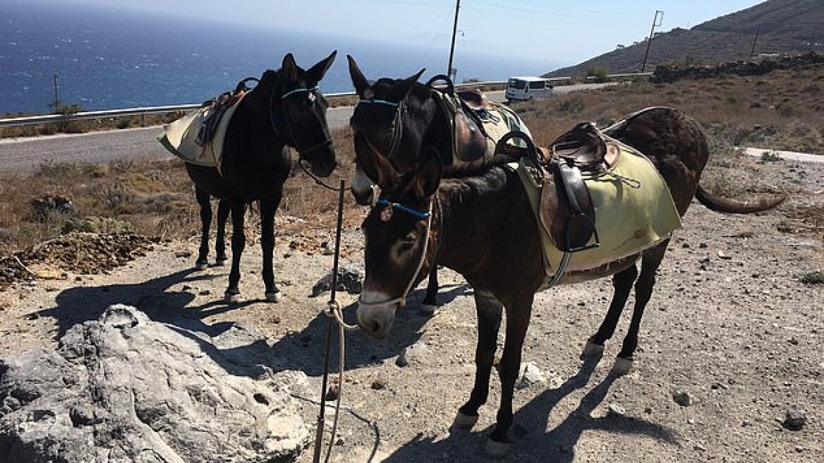 PETA Γερμανίας: Στη Σαντορίνη βάζουν τα κέρδη πάνω από τις ζωές γαϊδουριών και μουλαριών