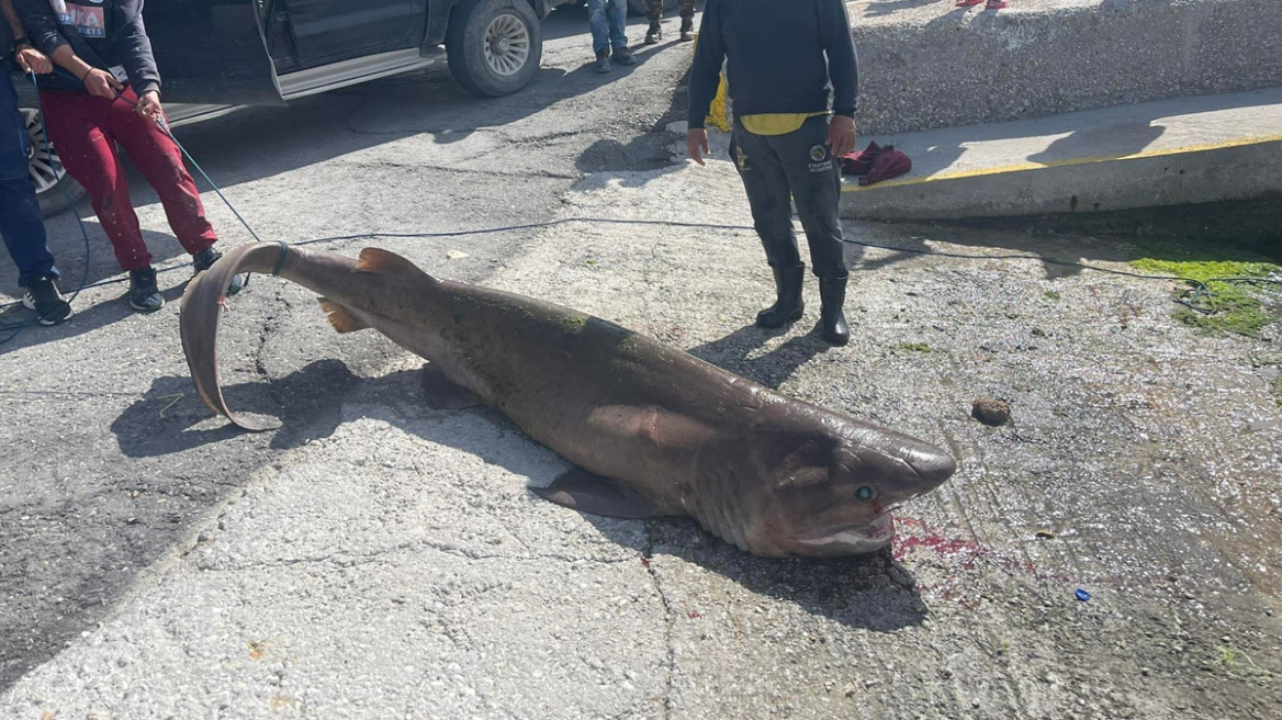 Ιεράπετρα: Η στιγμή που ψαράδες δένουν, σέρνουν... ζωντανό προστατευόμενο είδος καρχαρία και τον οδηγούν για σφαγή - Βίντεο