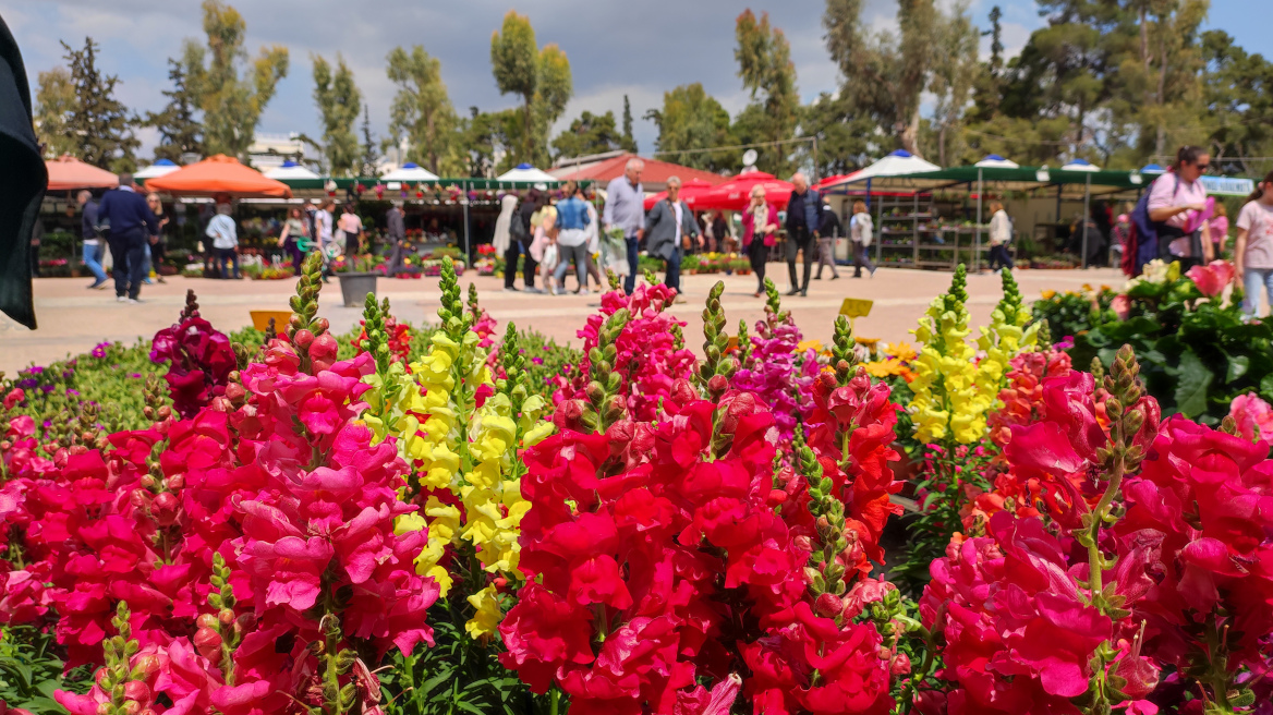 Η Αττική γιορτάζει την Πρωτομαγιά με εκδηλώσεις, λουλούδια, φεστιβάλ και συναυλίες