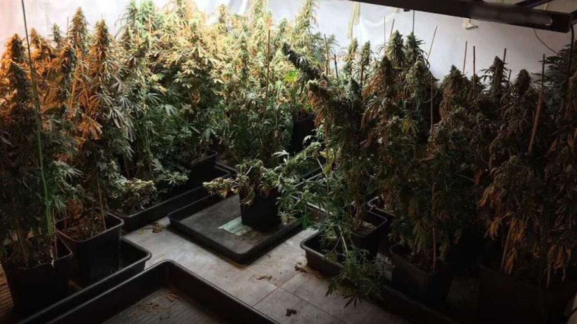 Αττική: Είχαν μετατρέψει βίλες σε «εργοστάσια» παραγωγής κάνναβης - Πάνω από 700.000 ευρώ τα κέρδη τους