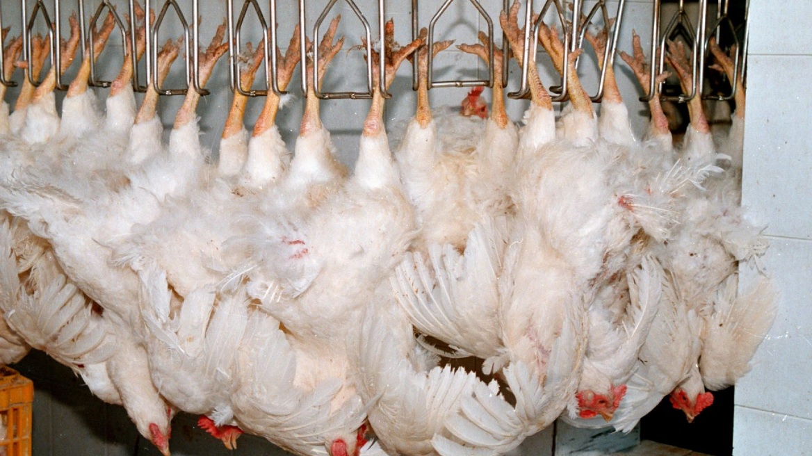 Αιφνιδιαστικοί έλεγχοι της Επιτροπής Ανταγωνισμού σε πτηνοτροφικές επιχειρήσεις