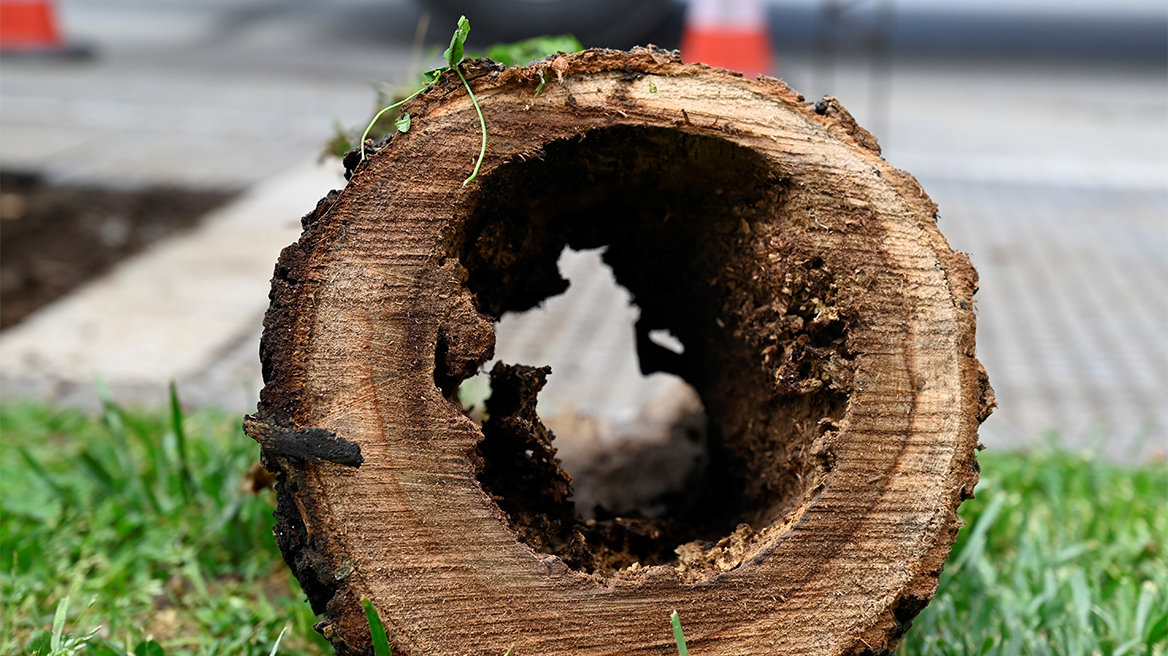 Αναβαθμίζεται το πράσινο στον άξονα της Τσιμισκή – Νέα δέντρα στη θέση των άρρωστων και επικίνδυνων φτελιών