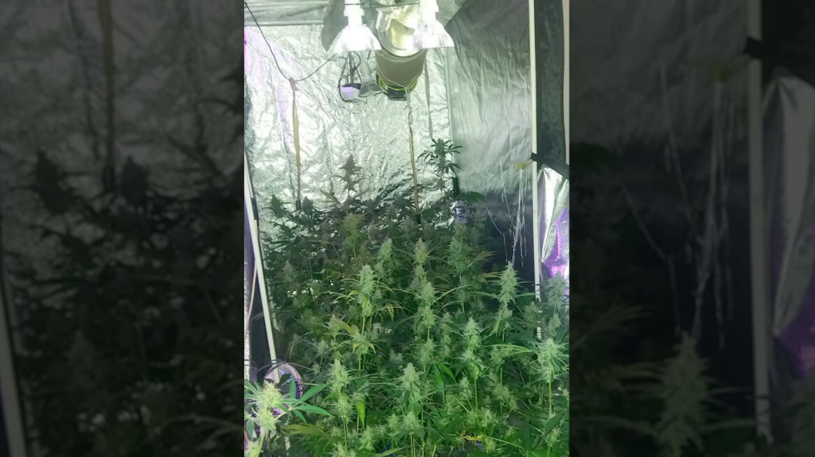 Φυτεία με 47 χασισόδεντρα μέσα σε σπίτι στο Άργος