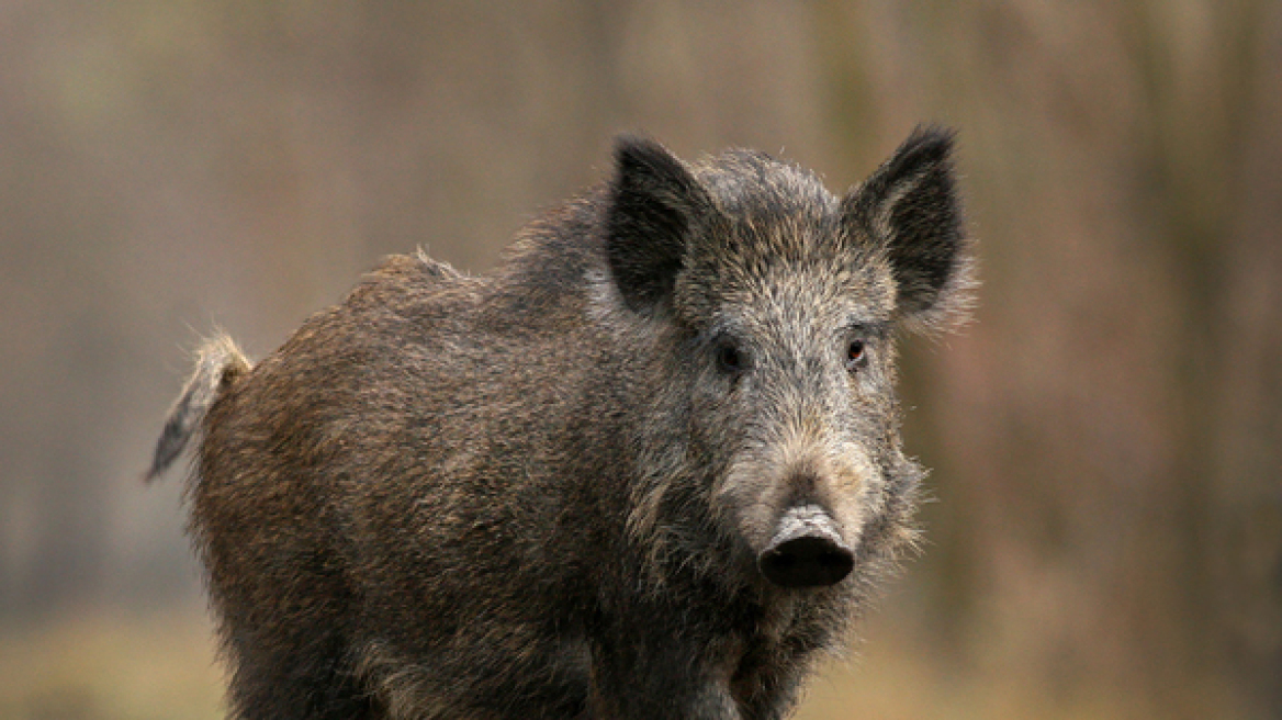 Λάρισα: Τροχαίο στην εθνική οδό για Αθήνα - Αυτοκίνητο παρέσυρε αγριογούρουνο