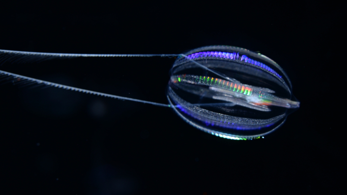 Ερευνα: Πώς έμοιαζαν τα πρώτα ζώα;