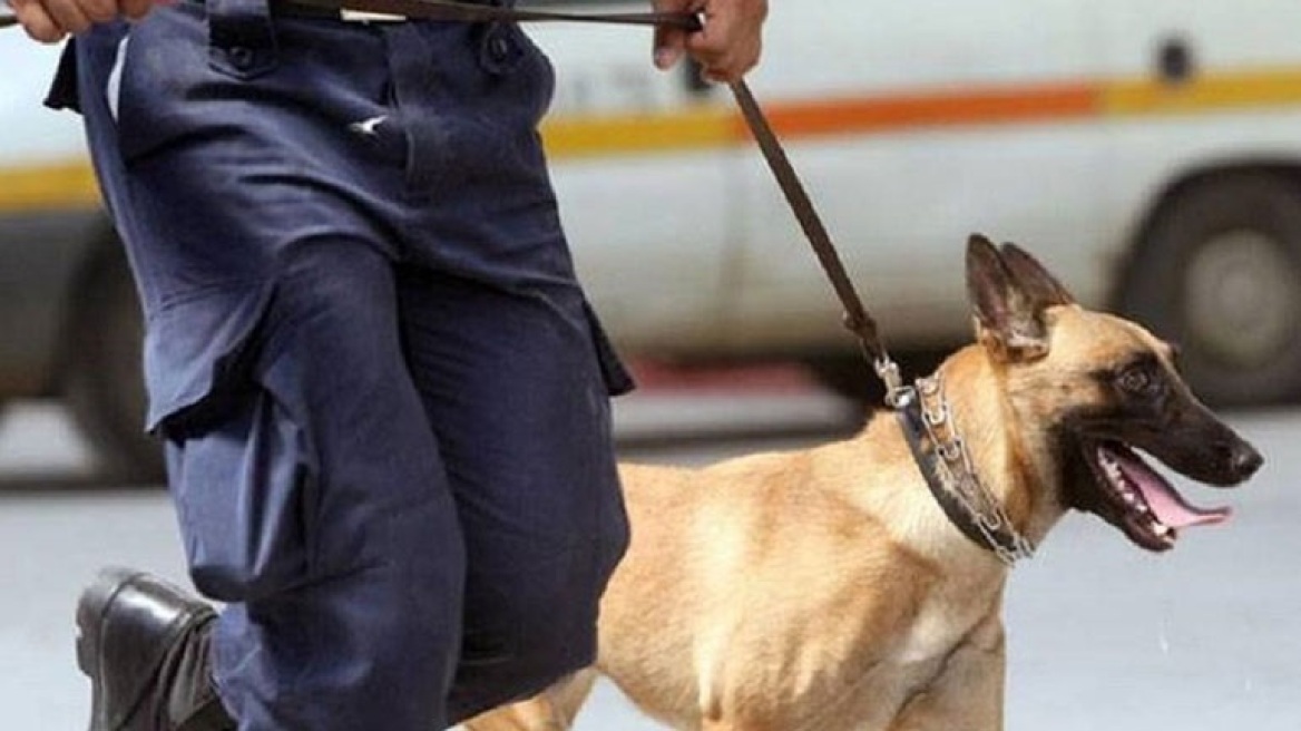 Ο σκύλος «Ibrongko» ξετρύπωσε ένα κιλό κάνναβης στην Κω