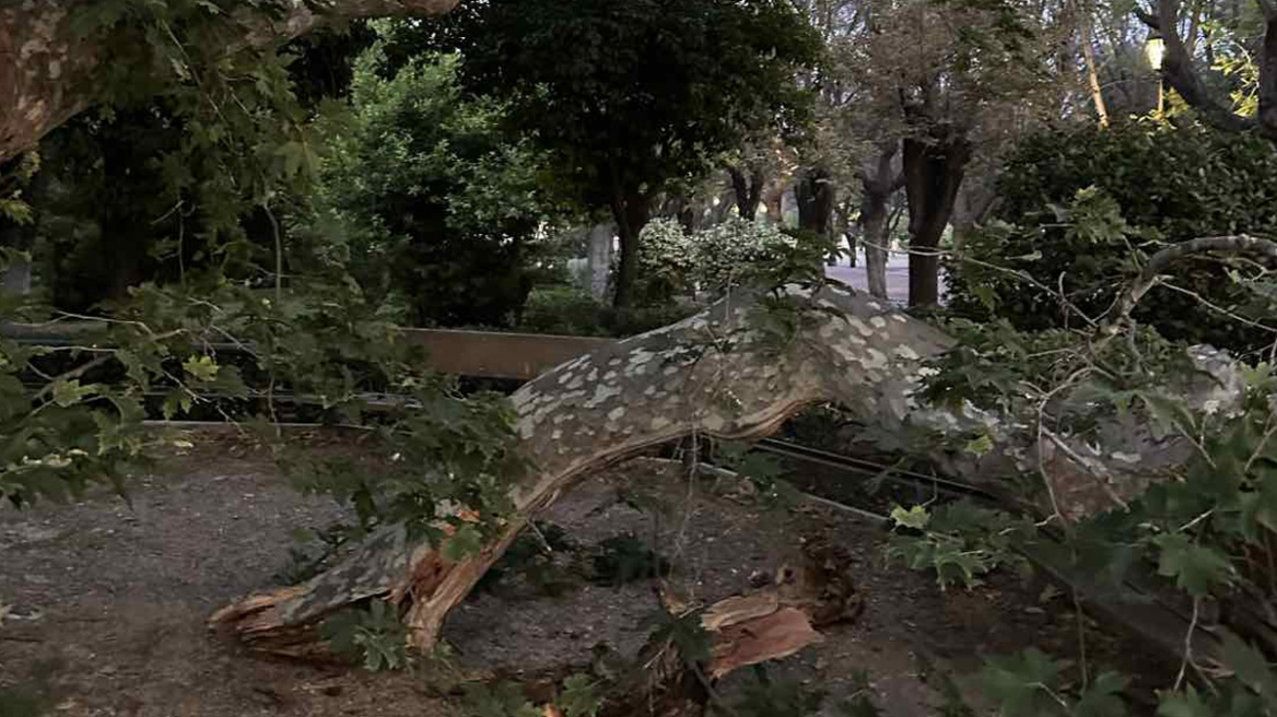 Παρ' ολίγον τραγωδία στο Ζάππειο - Κλαδί καταπλάκωσε τρεις Καναδούς τουρίστες