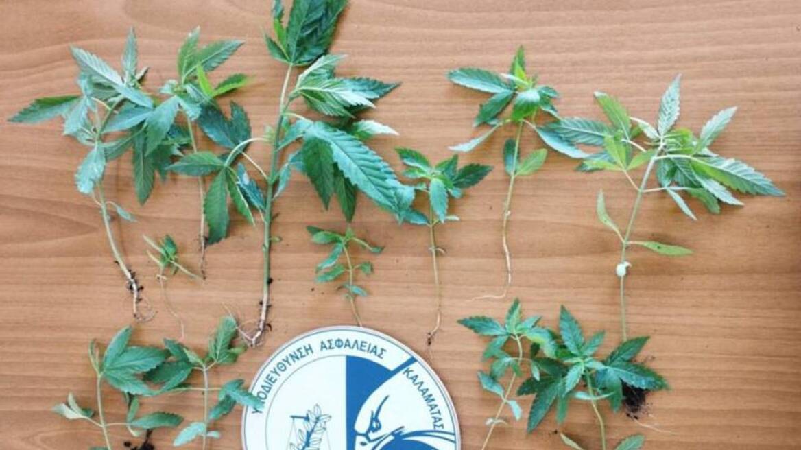 Στο μπαλκόνι του έστησε φυτώριο κάνναβης στη Μεσσήνη