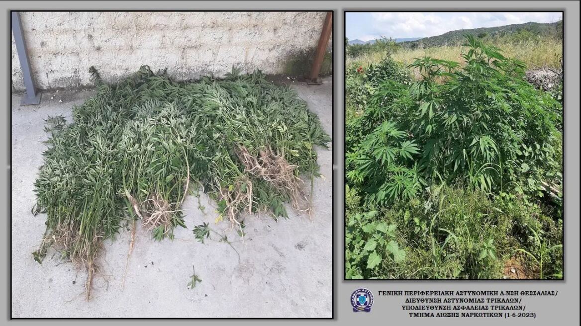 Μετέωρα: Βρήκαν «ορφανή» φυτεία με 164 χασισόδεντρα 