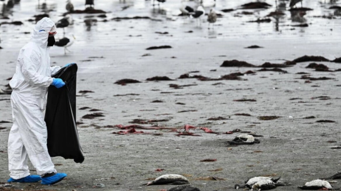 Χιλή: Μυστηριώδης θάνατος χιλιάδων πτηνών στις βόρειες ακτές της χώρας	