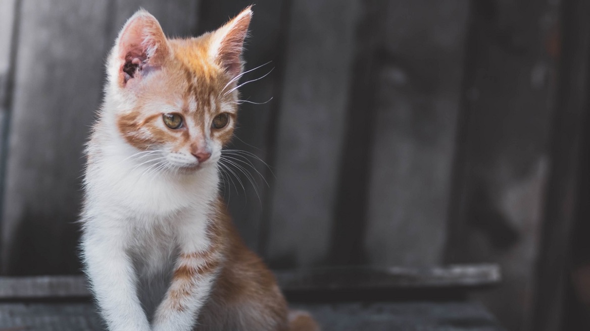 Πάτρα: Εγκατέλειψε έξι νεογέννητα γατάκια σε ένα πάρκο και συνελήφθη