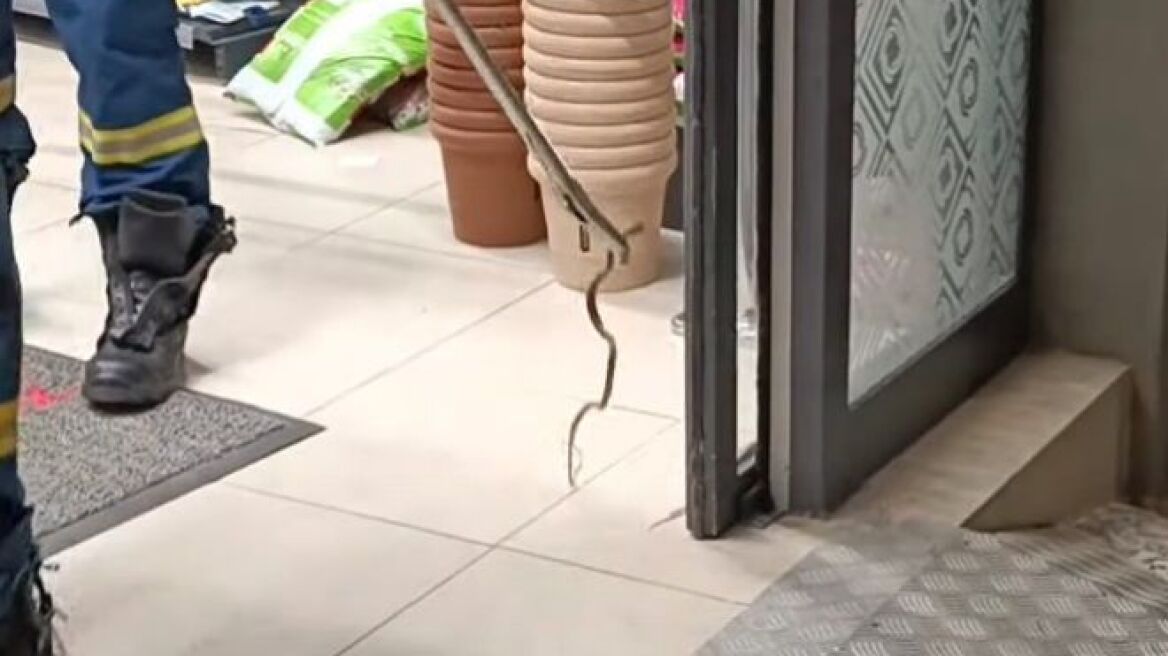 Φίδι αναστάτωσε ένα σούπερ μάρκετ στον Βόλο