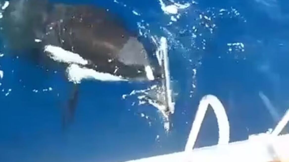 Φάλαινες-δολοφόνοι βύθισαν γιοτ στο Γιβραλτάρ – Πολλαπλασιάζονται τα περιστατικά επιθέσεων σε πλοία