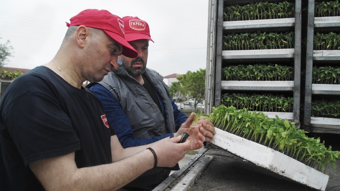 Όλα τα μυστικά της τομάτας για πιάτα γεμάτα γεύση, άρωμα και χρώμα