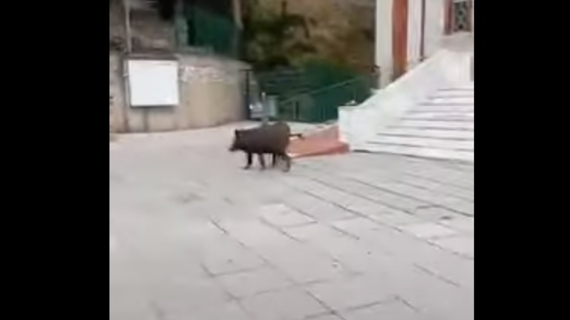 Θεσσαλονίκη: Αγριογούρουνα έκαναν πρωινή βόλτα στις Σαράντα Εκκλησιές - Βίντεο
