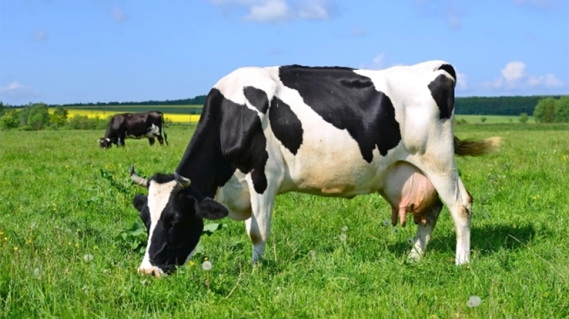 Χαμός με αγγελία εργασίας: Αναζητούν Tik Toker για βίντεο σε φάρμα με μισθό 2.000 ευρώ