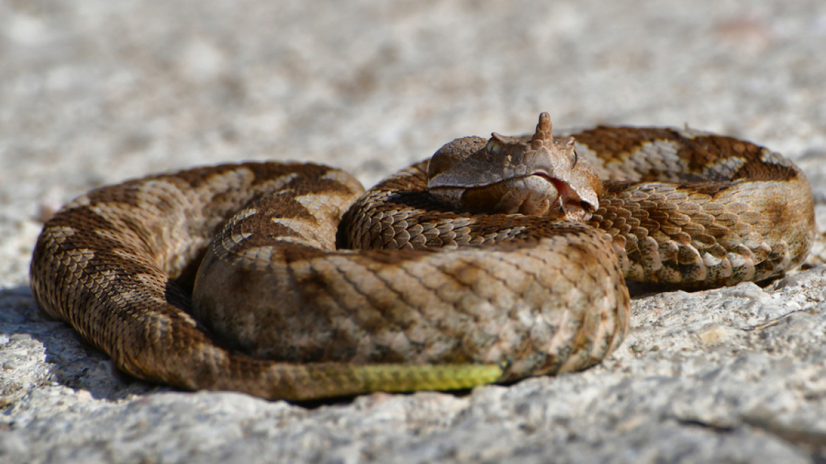 Οχιά δάγκωσε ηλικιωμένο στο κτήμα του στον Βόλο